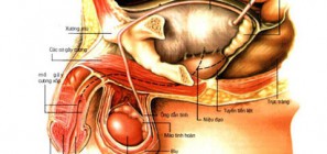 Bệnh viêm bàng quang ở nam giới