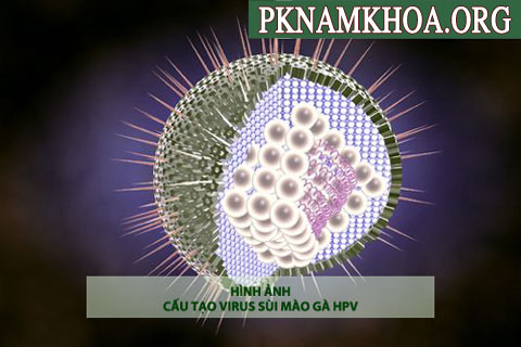 Hình ảnh bệnh sùi mào gà vi-rut HPV